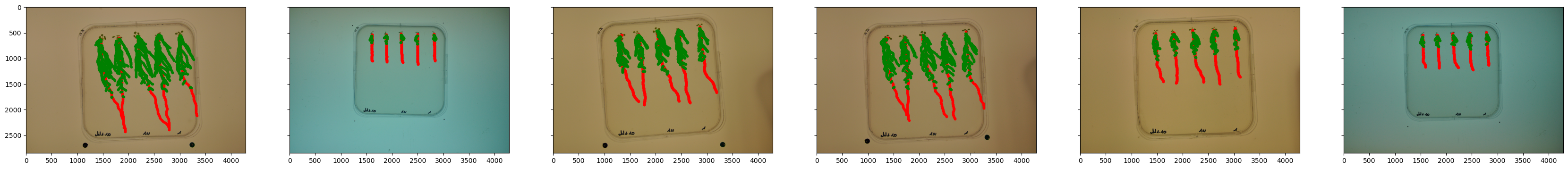 ../_images/example_RSML_tutorial_11_0.png